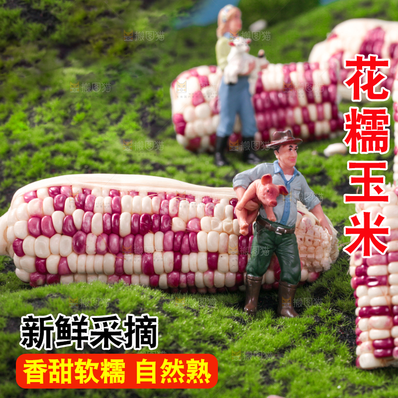 绿草地上放着花糥玉米