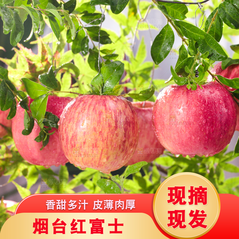 树枝上的红富士苹果