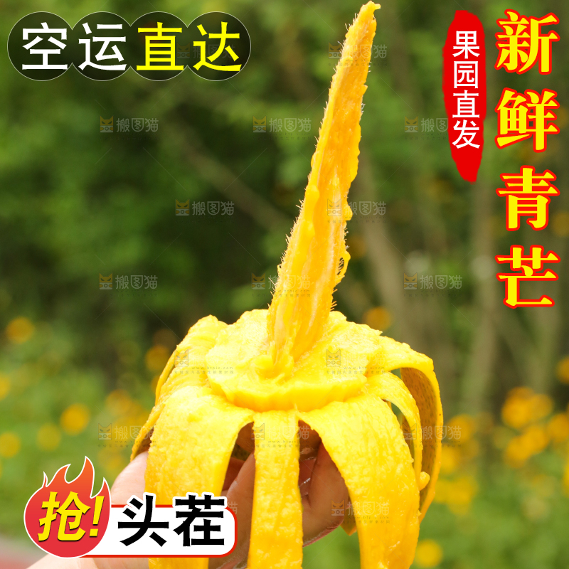 手里拿着青芒