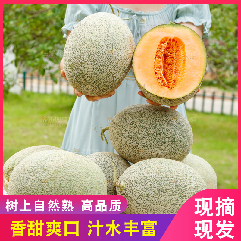 桌子上放着网纹瓜