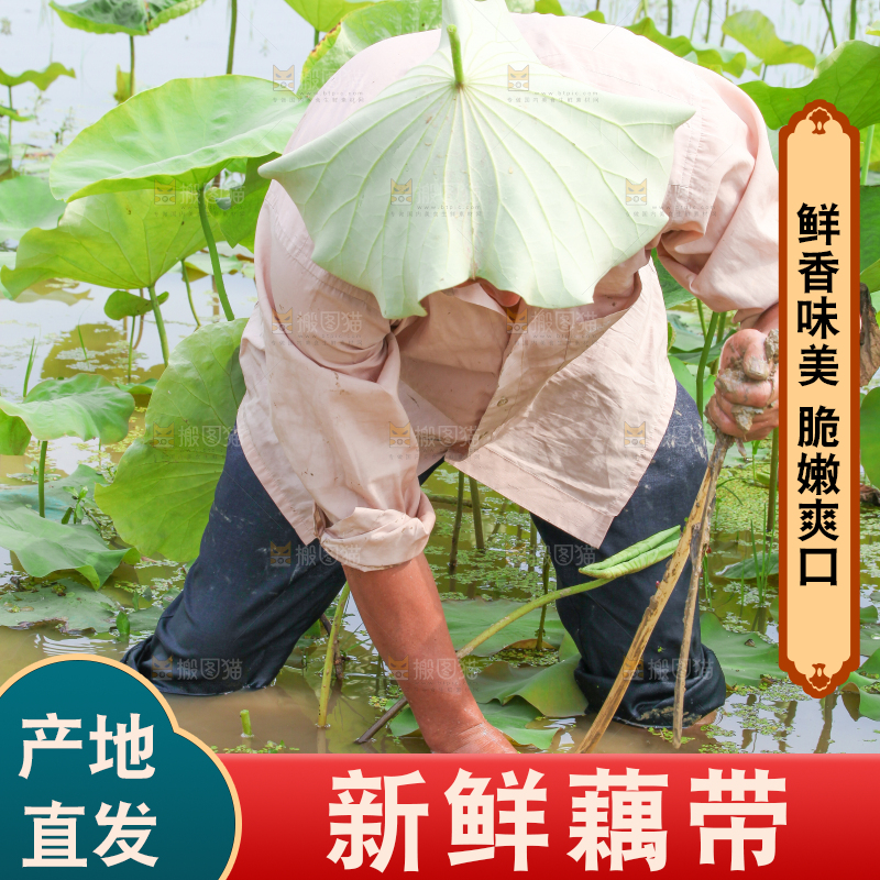 农民正在采摘藕带