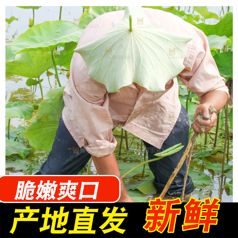 农民正在采摘藕带