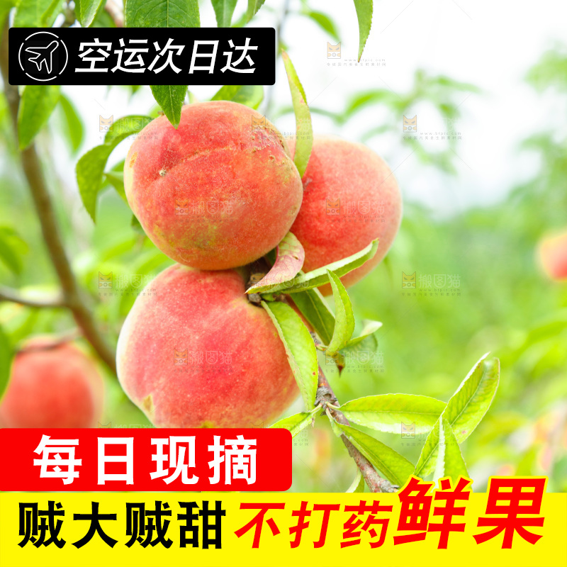桃树上的胭脂红桃子