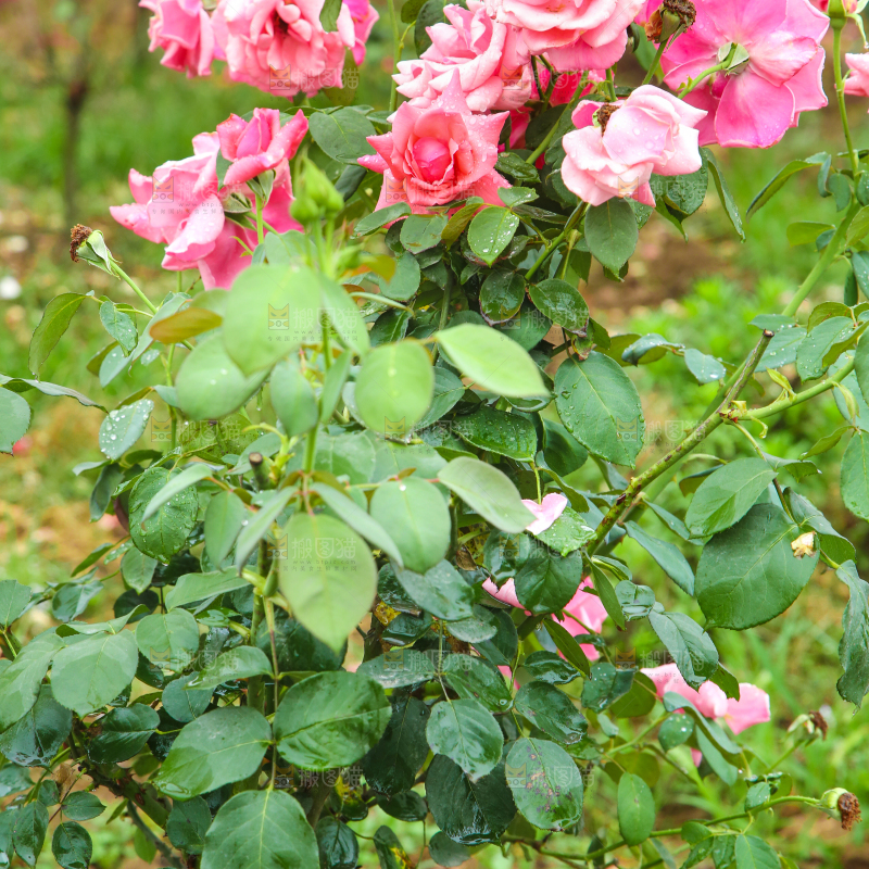 农田里种植的月季花