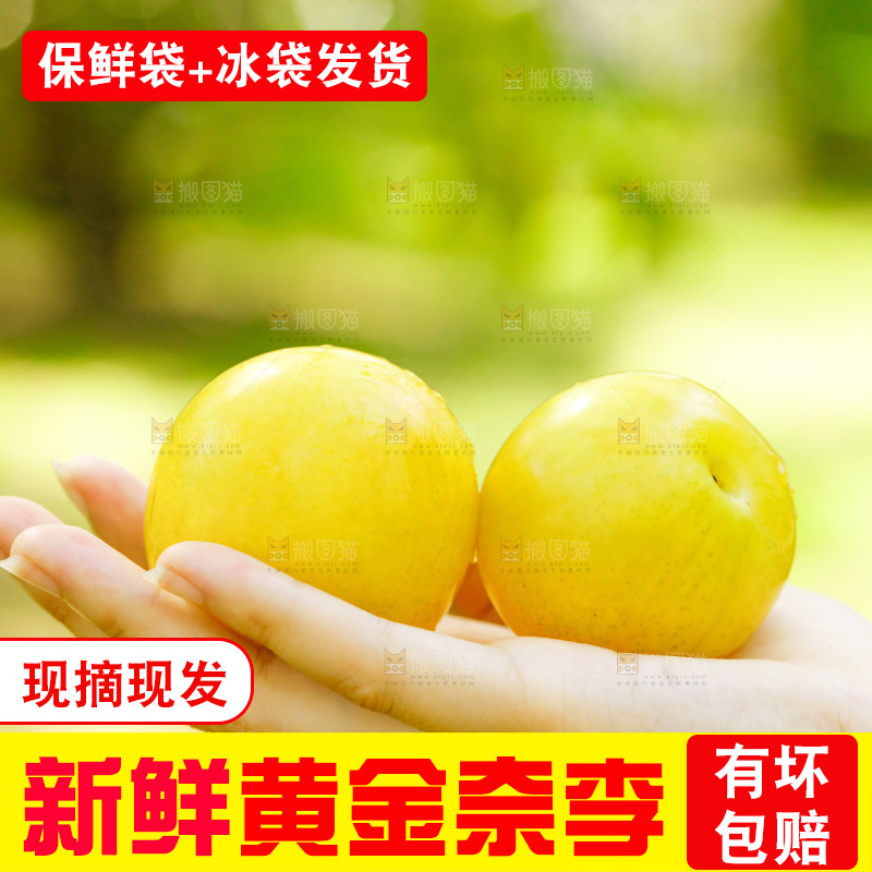 手里拿着新鲜黄金奈李