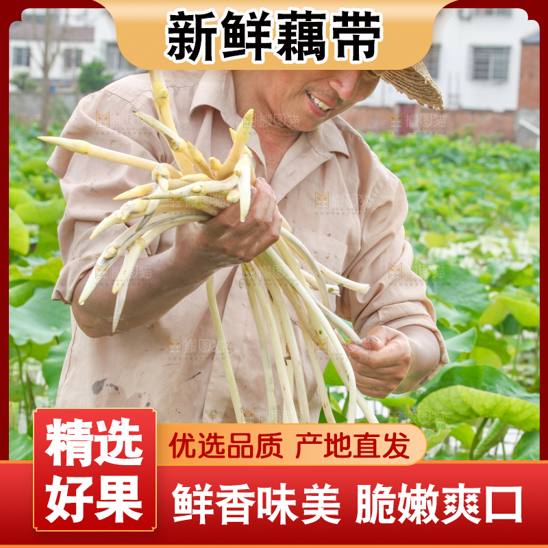 农民正在采摘藕带