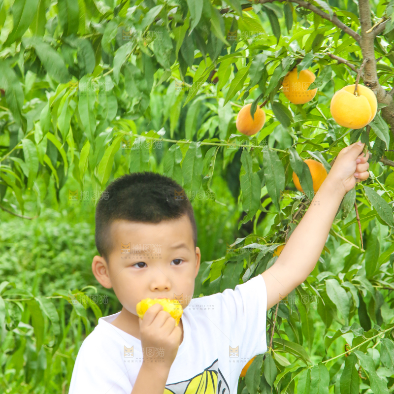 小男孩正在采摘黄桃