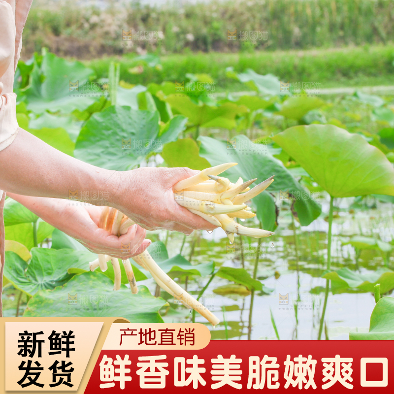 手里拿着新鲜采摘的藕尖