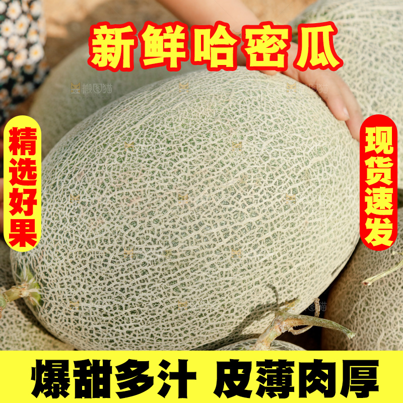 摆放着一堆的网纹瓜