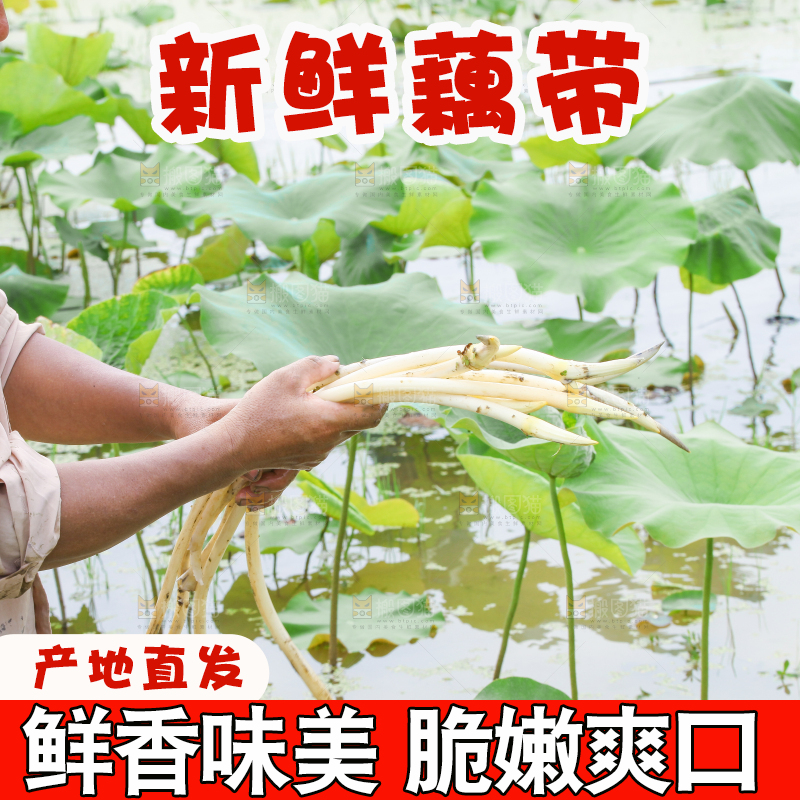 农民正在采摘藕带