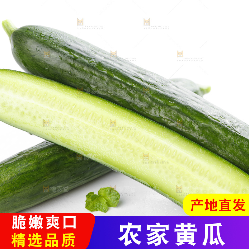 白底上摆放着山东水果黄瓜