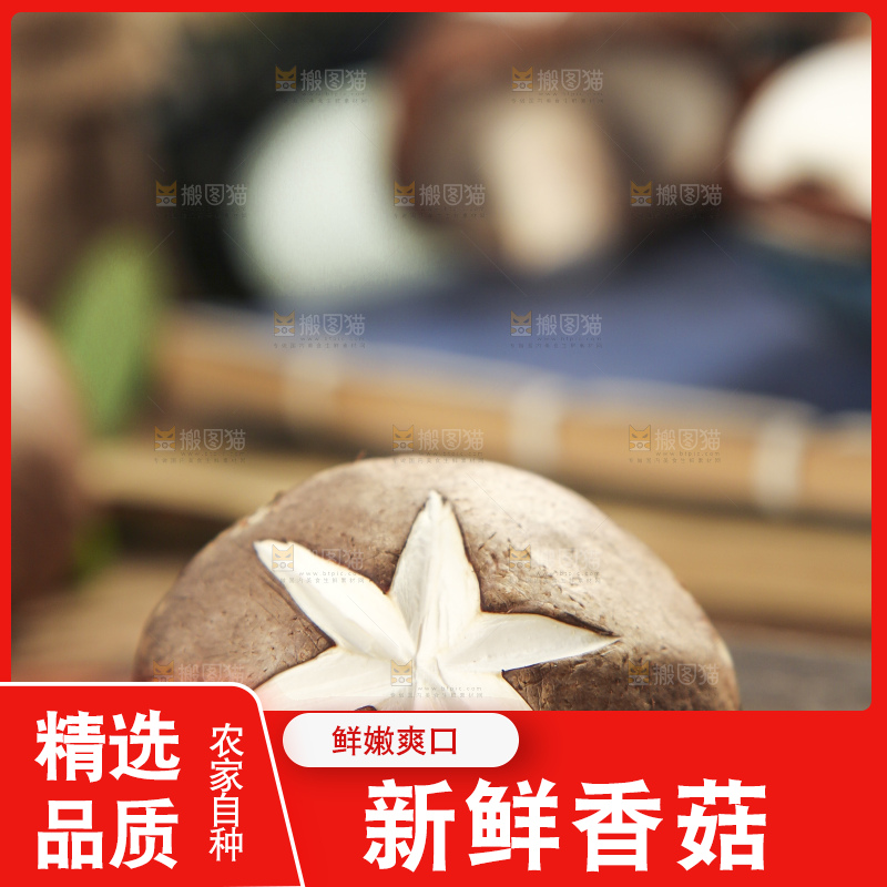 木底上摆放着新鲜香菇