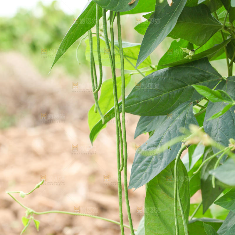 农田里种植的豇豆