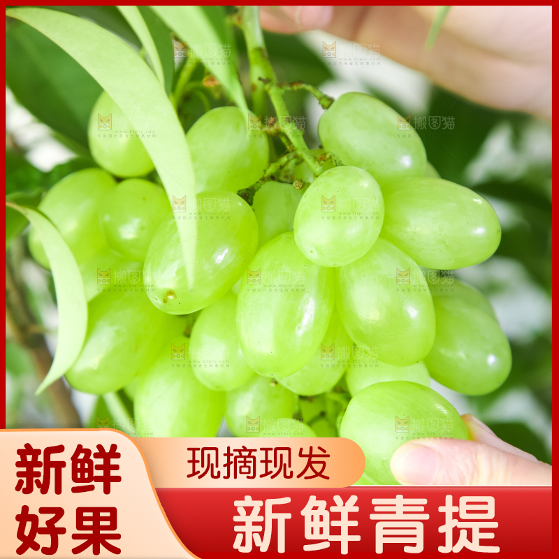 手里拿着澳洲无籽青提