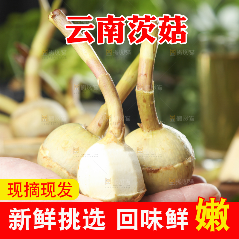 手里拿着新鲜茨菇