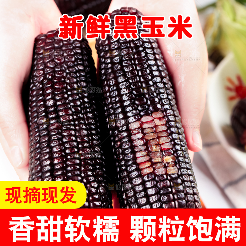 手里拿着紫黑玉米