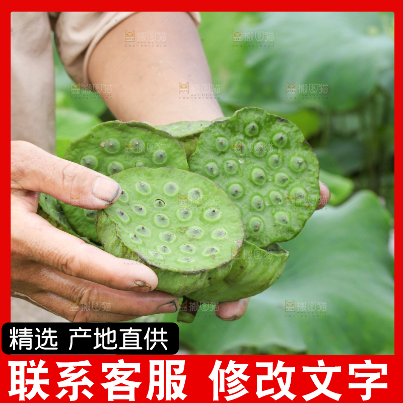 手里拿着新鲜莲蓬