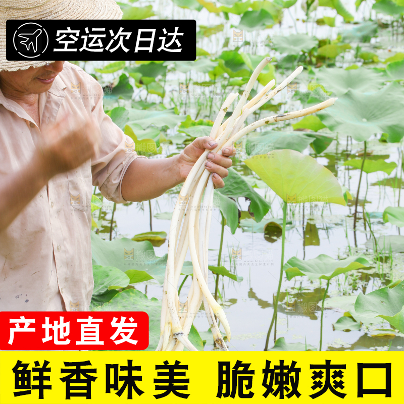 农民正在采摘藕带