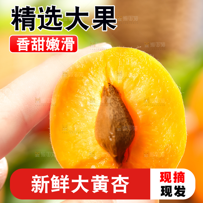 手里拿着陕西大黄杏