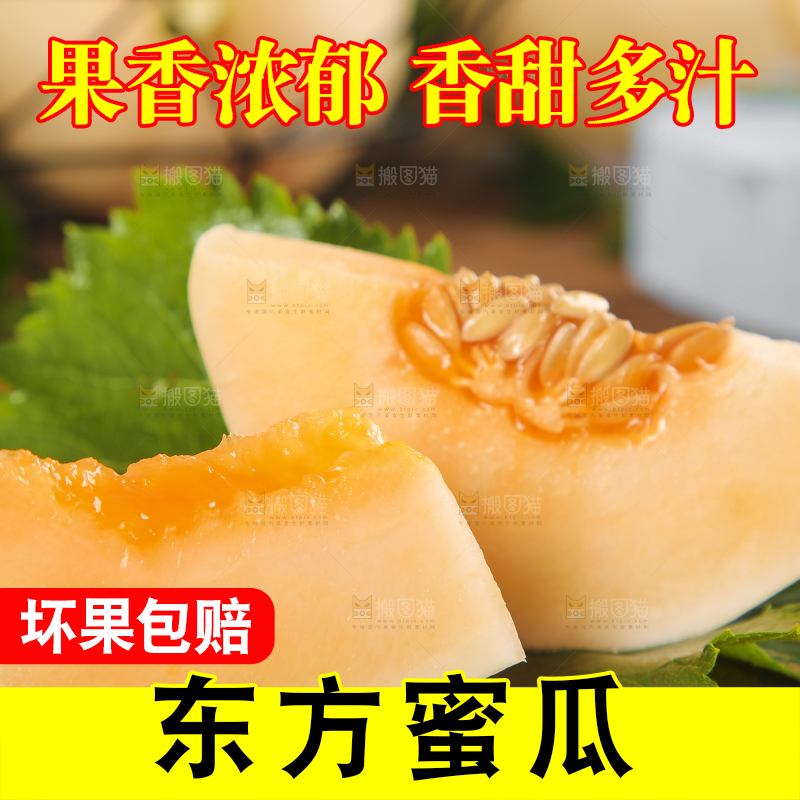 木底上摆放着州东方蜜一号甜瓜