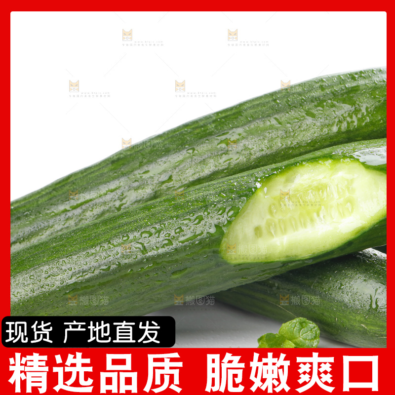 白底上摆放着山东水果黄瓜