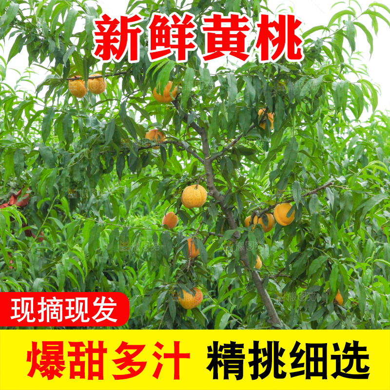 桃树上的黄桃