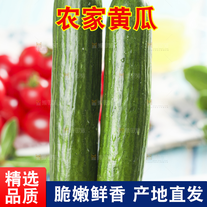 手里拿着无刺小黄瓜
