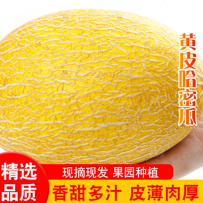 手里拿着新疆黄皮哈密瓜