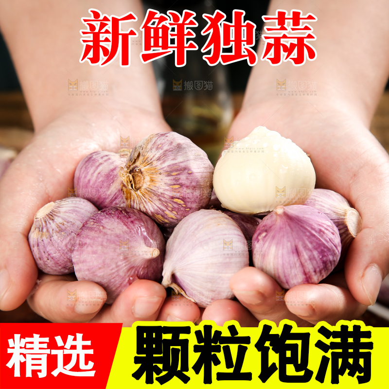 手里捧着紫皮独头蒜