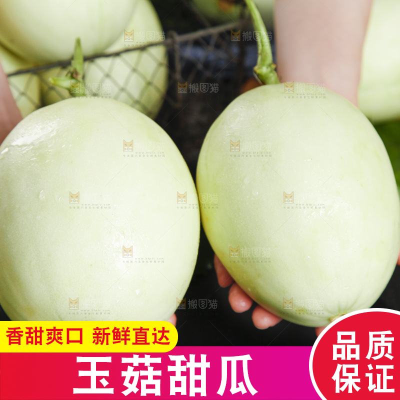 手里拿着南汇玉菇甜瓜