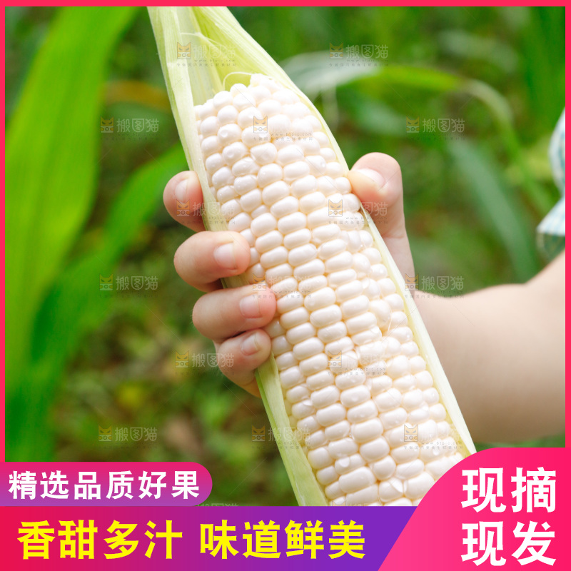 手里拿着甜玉米