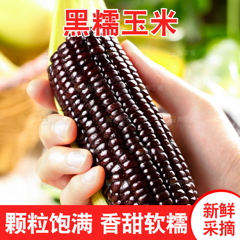 手里拿着黑玉米