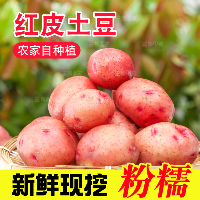 篮子里装着高山红皮土豆