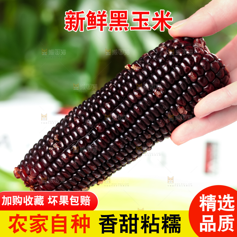 手里拿着黑珍珠玉米
