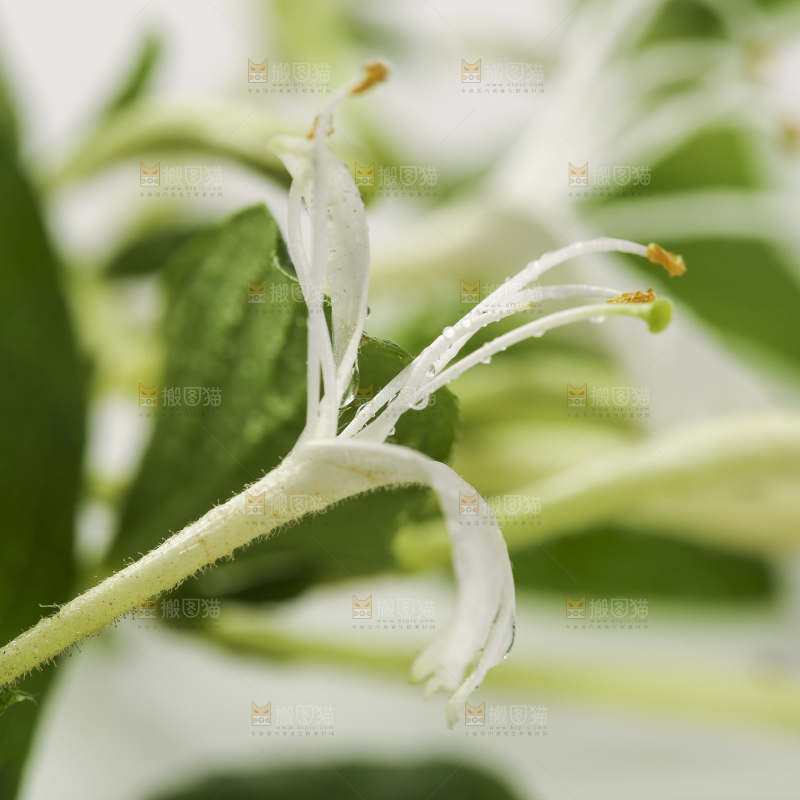 白底上的金银花