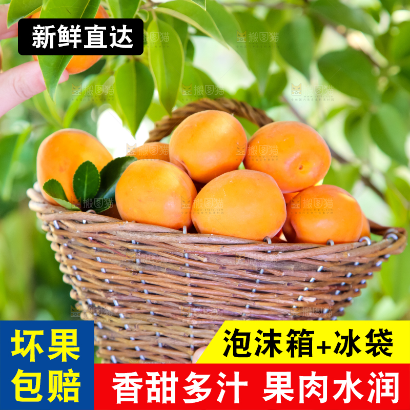 手里提着一篮烟台杏子