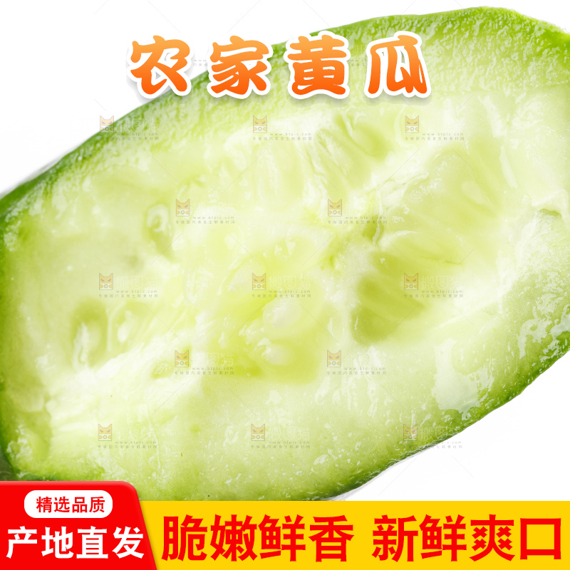 白底上摆放着山东水果黄瓜