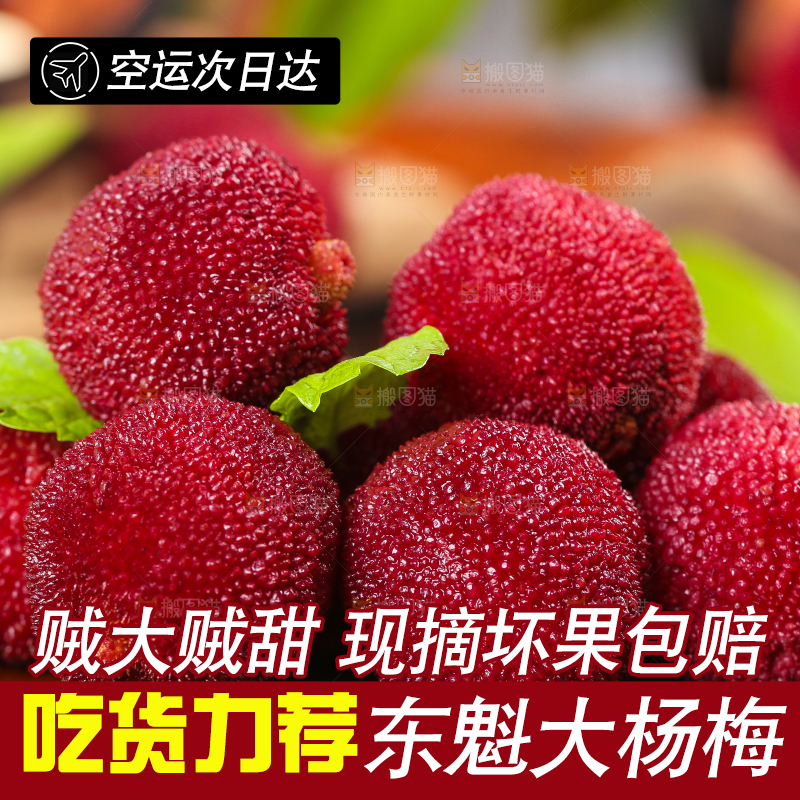 木板上的高山大杨梅