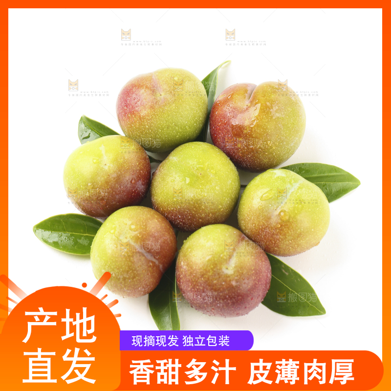 白底上的四川茵红脱骨李
