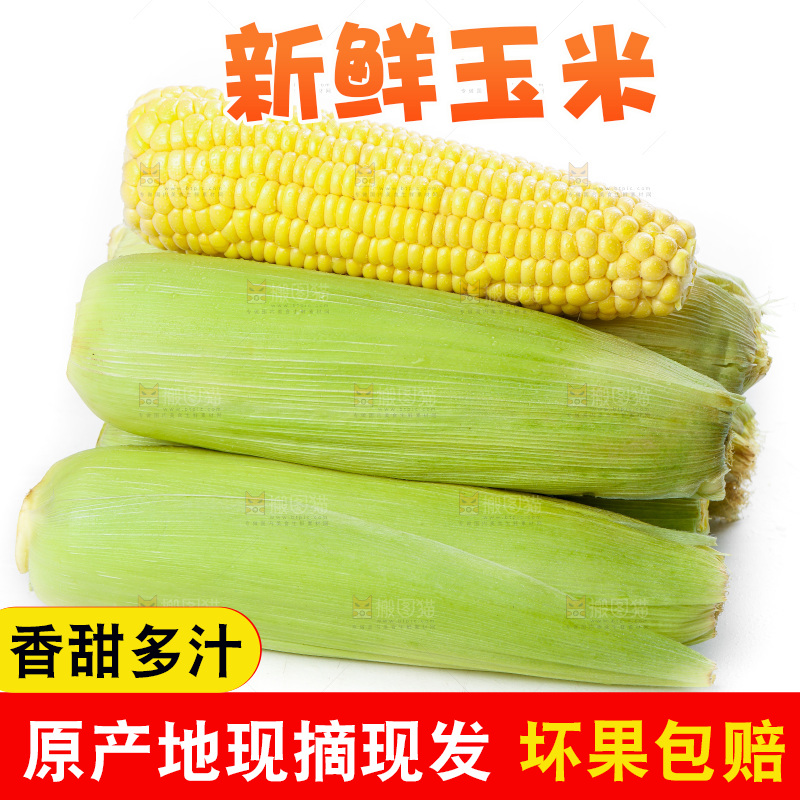 白底上放着新鲜玉米