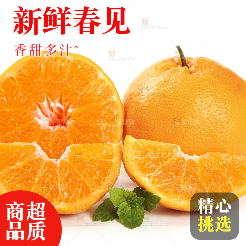 白底上放着一堆春见耙耙柑