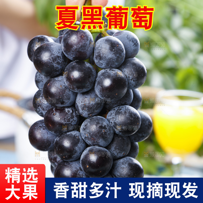 手里拿着黑加仑葡萄