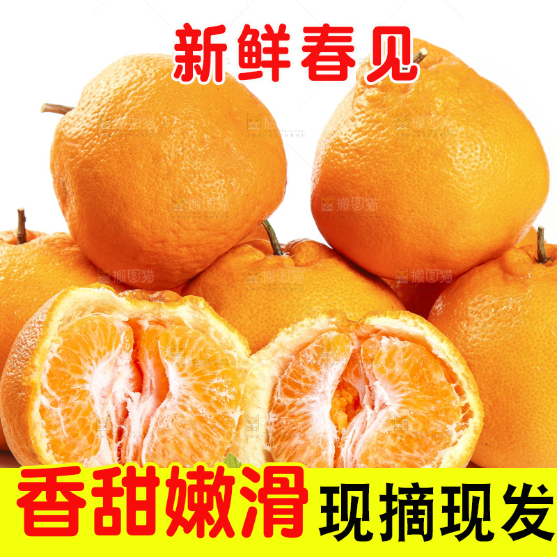 白底上放着一堆春见耙耙柑