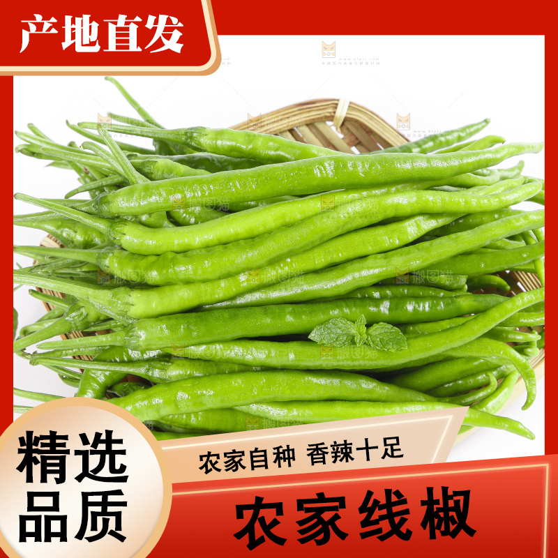 篮子里装着农家线椒