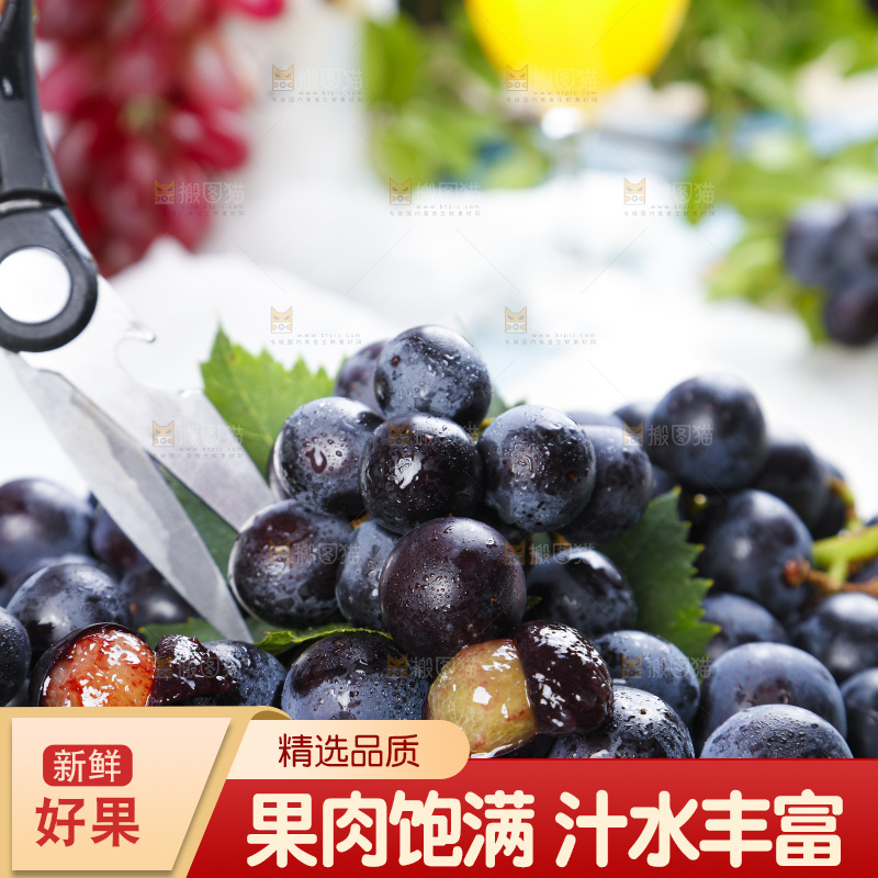 手里拿着黑加仑葡萄