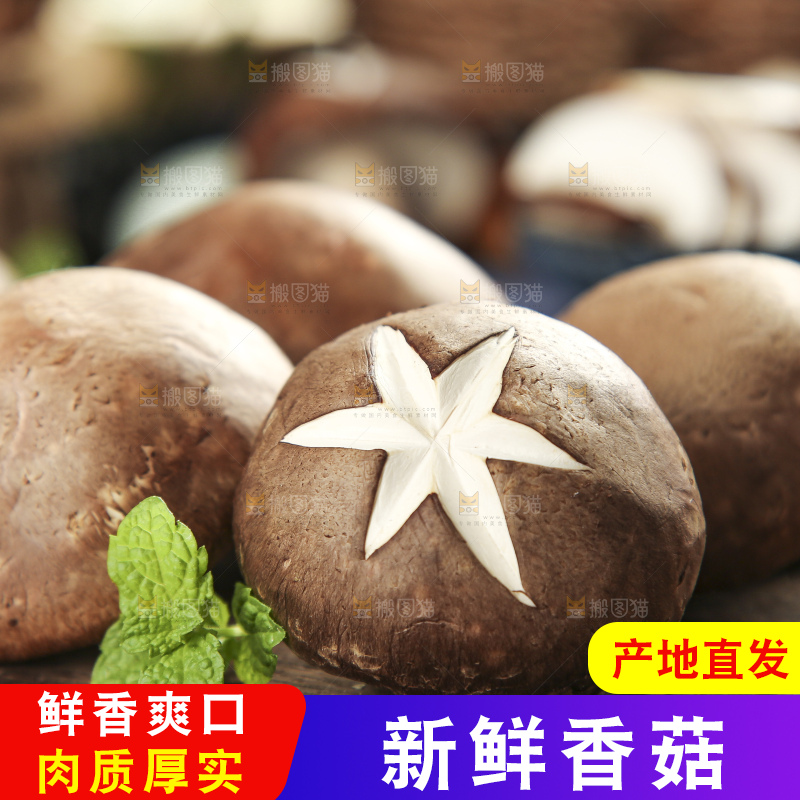 木底上摆放着新鲜香菇