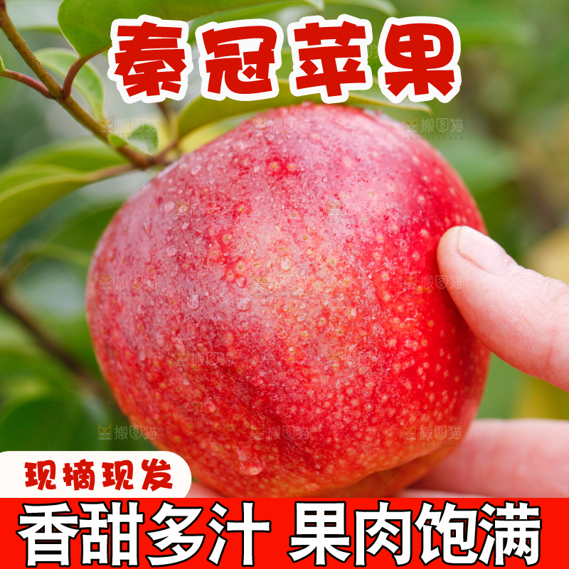 手里拿着秦冠苹果