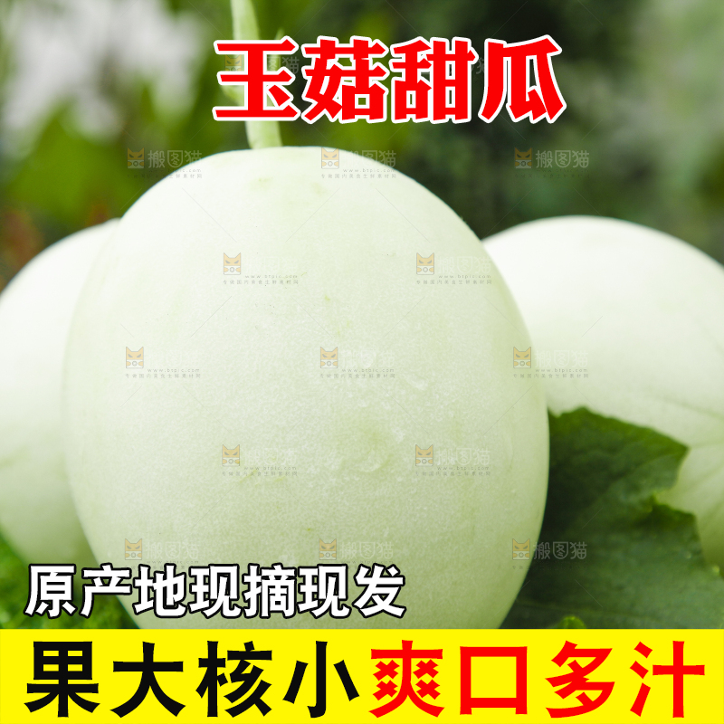 绿草地上摆放着山东玉菇甜瓜