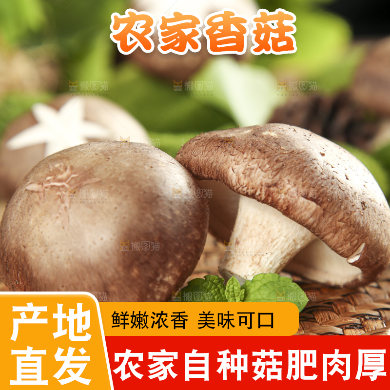 木底上摆放着新鲜香菇