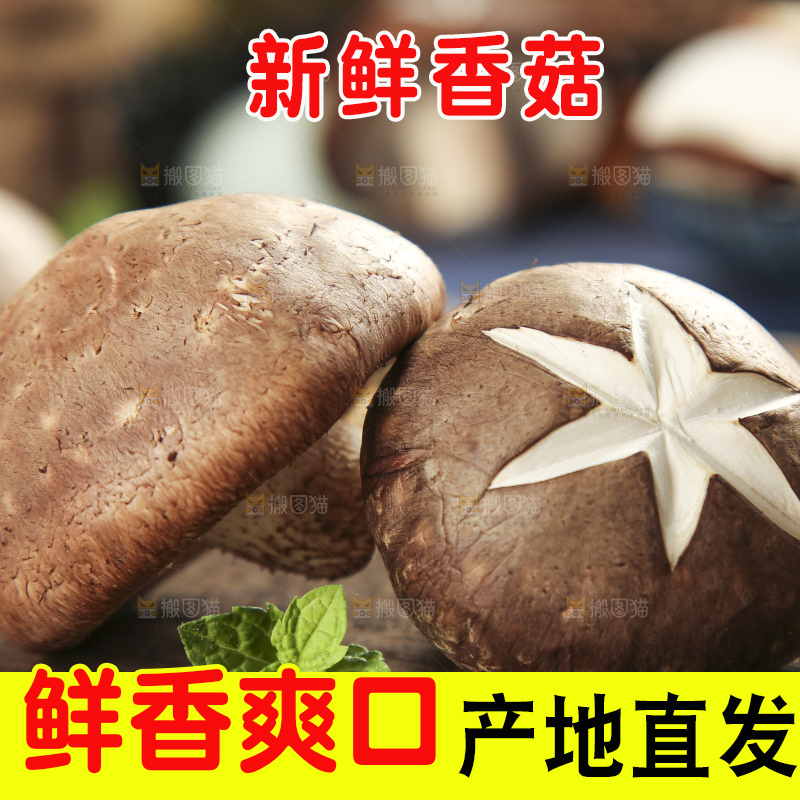 木底上摆放着新鲜香菇